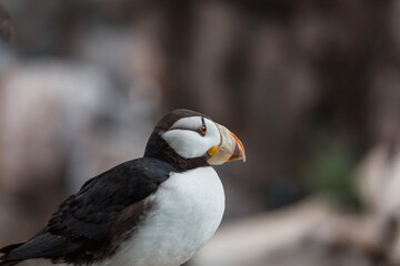 Puffin