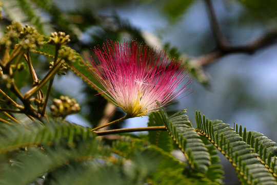 " Silk tree (Albizia julibrissin)" flower style photograph