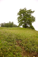 Wiese mit großem Baum vor hellem Himmel