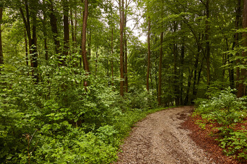 Fototapeta na wymiar Forstweg durch grünen Wald