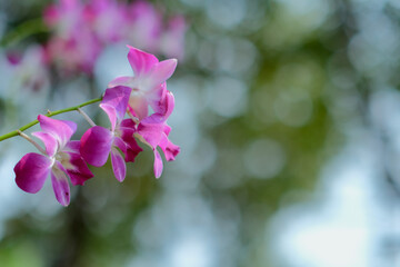 pink orchid flower