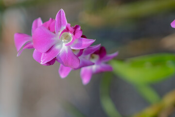The beauty of pink Thai orchids blooming in the garden