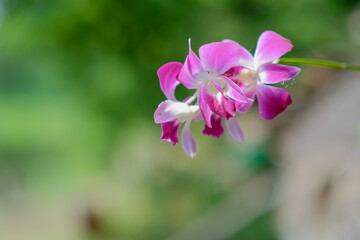 Fototapeta na wymiar The beauty of pink Thai orchids blooming in the garden