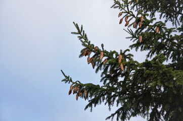 a large branch of spruce with large cones against the blue sky