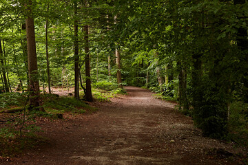 Spazierweg in grünem Wald / quer