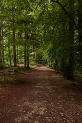 Spazierweg durch grünen Laubwald / hoch