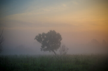 Fototapeta na wymiar a tree in the fog in the rays of dawn