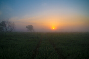a road and a tree in the fog in the rays of dawn