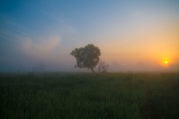 a tree in the fog in the rays of dawn