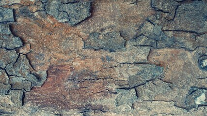 Bark from brown trees, rough surfaces, aging trunks. For making backgrounds or design designs.