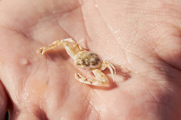 Tiny  opilio crab in the hand close up. Chionoecetes opilio
