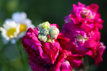 Dark pink Stock flower and blossom macro photo