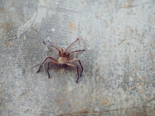 A brown spider clings to the floor of a cement wall.