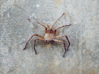 A brown spider clings to the floor of a cement wall.