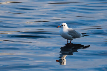 A Seagull Standing in the Shallow Water of the Lake and Waiting to Get Some Food from the Visitors