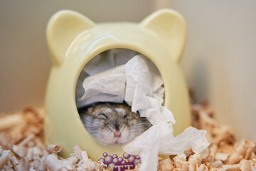A gray Dzungarian hamster looks out of its house. Sleepy hamster. Dwarf hamster.