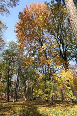 Naklejka premium autumn trees in the park