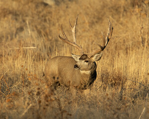 Mule Deer buck