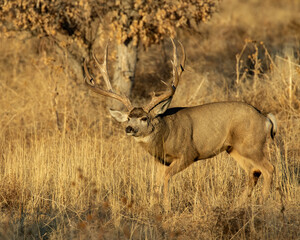 Mule Deer buck