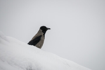 Selective focus photo. Grey crow bird,
