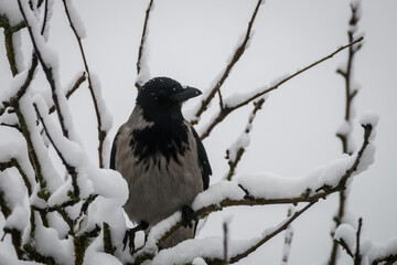 Selective focus photo. Grey crow bird,