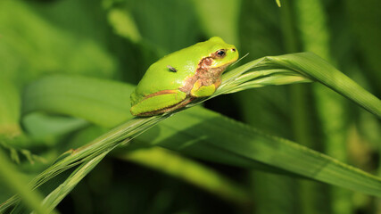 Japanese Tree Frog and Small Fly on The Leaves