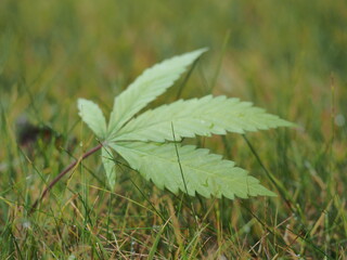 cannabis leaves falling to the ground in autumn