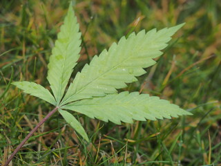 cannabis leaves falling to the ground in autumn