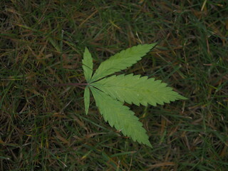 cannabis leaves falling to the ground in autumn
