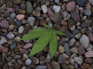 cannabis leaves falling to the ground in autumn