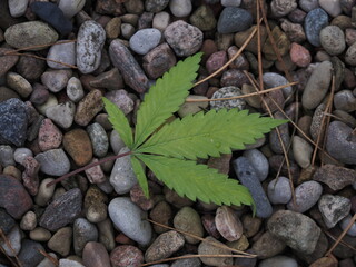 cannabis leaves falling to the ground in autumn