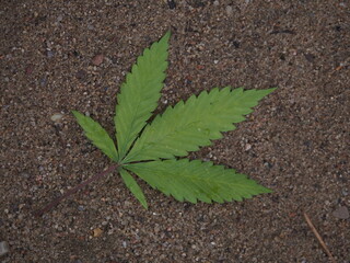 cannabis leaves falling to the ground in autumn