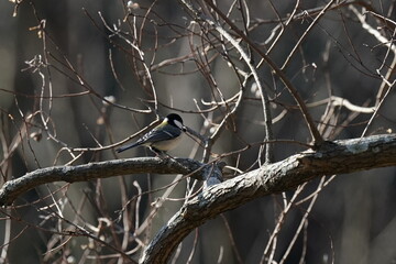 japanese tit in the forest