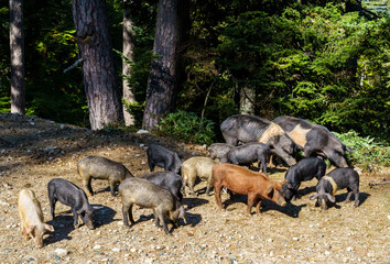 Family pigs in the Forest d'Aitone, Corsica island, France