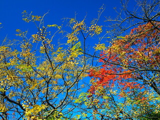 実をつけた栴檀の木とハゼノキと青空