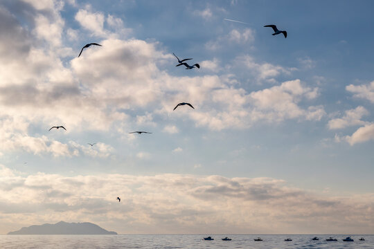 Seagulls in silhouette flying over the sea with the island of Gorgona in the background, Italy