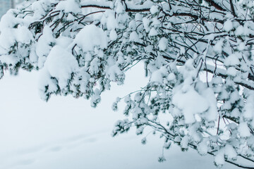Green fir branches in the forest covered with white fluffy snow in the winter season. New Year and Christmas atmosphere in the nature