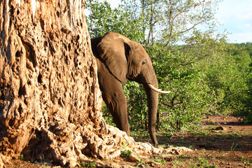 Affenbrotbaum und Elefant / Baobab and Elephant / Adansonia digitata et Loxodonta africana