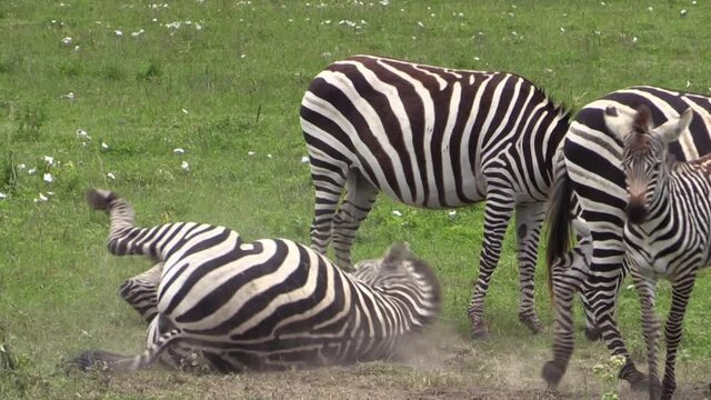 pregnant zebras with one juvenile form a pattern of stripes making it difficult for predators to find out how many animals there are