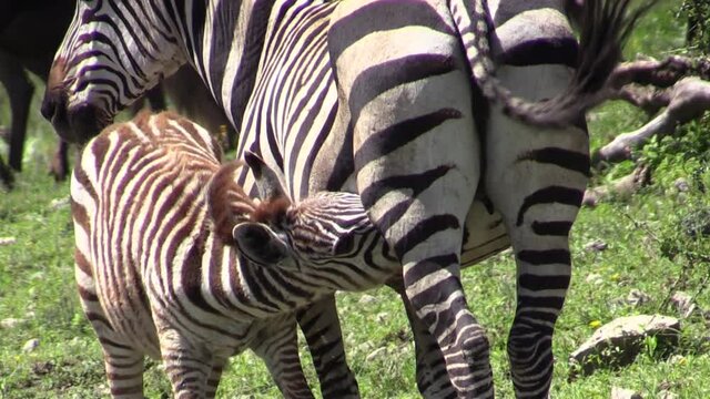 zebra mother suckles her cub in green African savannah , medium to close-up shot of baby zebra drinking