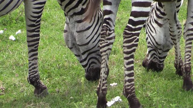 mother and juvenile zebra grazing, close-up shot, view from behind