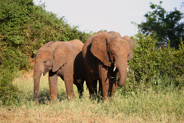 Fototapeta premium Afrikanischer Elefant / African elephant / Loxodonta africana