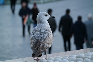 Öyle bir bakışı var ki kuşlar görse