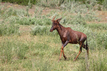 Leierantilope oder Halbmondantilope / Common tsessebe / Damaliscus lunatus