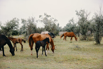 Fototapeta premium herd of horses graze on the farm