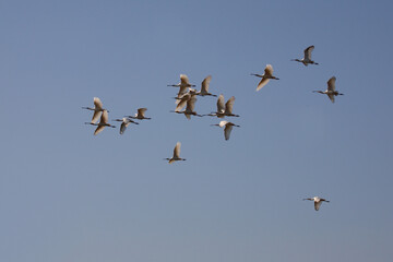 Afrikanischer Löffler oder Rotgesichtlöffler / African spoonbill / Platalea alba.