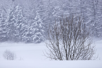 冬と雪の自然風景イメージ