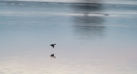 Fototapeta na wymiar Duck flying over the lake with tree reflecion