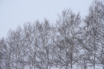 冬と雪の自然風景イメージ