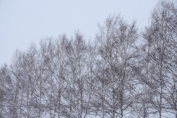 冬と雪の自然風景イメージ